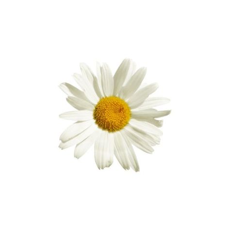 Flowers Without Background, Flower Icon Aesthetic, Daisy Widget, Spring Icons Png, Flower White Background Aesthetic, Flower Png Icon, Png Icons Flower, Pngs Flowers, Flower Icons Png