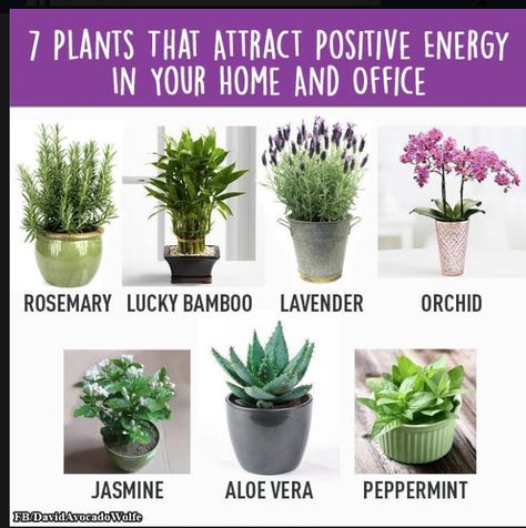 7 Plants that attract Positive Energy Attract Positive Energy, Meditation Rooms, Zen Room, Inside Plants, Terraria, Yoga Room, Plant Lady, Herb Garden, Plant Life