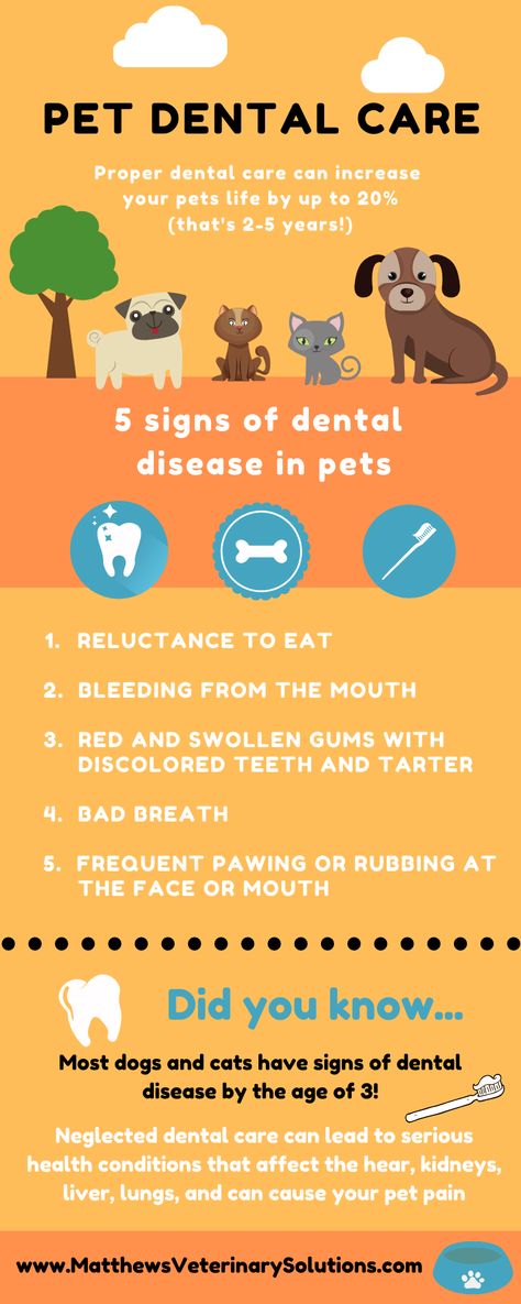 Veterinary Infographics, Pet Dental Health Month, Pet Dental Care, Dental Health Month, Swollen Gum, Discolored Teeth, Tech Ideas, Notice Boards, Dental Facts