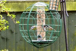 Squirrel & pigeon proof bird feeder cages DIY (using hanging baskets). - Feeding Garden Visitors - Wildlife - The RSPB Community Caged Bird Feeders, Bird Seed Feeders, Squirrel Proof Bird Feeders, Backyard Birds Sanctuary, Make A Bird Feeder, Bird Feeder Craft, Cat Hotel, Homemade Bird Feeders, Cat Proofing