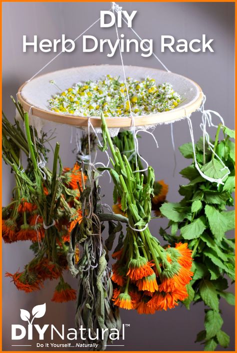 This DIY herb drying rack is the perfect space-saving solution to dry your herbs. It is affordable and useful and is made from simple household items. Diy Herb Hanging Rack, Drying Herb Rack, Diy Drying Rack Herbs, Diy Herb Dryer, Hang Drying Herbs, Seed Drying Rack Diy, Hanging Herbs To Dry, Drying Herbs For Tea, Dry Herbs Diy