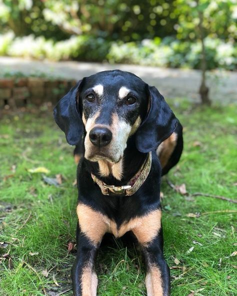 Transylvanian Hounds G&F on Instagram: “•grass • •Fré💕 • • #erdelyikopo #hungarianhound #transylvanianhound #dogdofinsta #dogsofinstagram #instadog #blackandtan #blackandtandog…” Transylvanian Hound, Dog Types, Types Of Dogs, Black And Tan, Dog Breeds, Dogs, Animals, On Instagram, Instagram