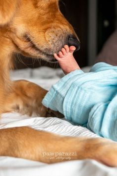 Coffee Newborn Photoshoot, Dog Newborn Photography, Newborn And Dog Photos, Dog Newborn Pictures, Newborn Family Photos Dog, Newborn Pics With Dogs, Newborn Shoot With Dog, Newborn Lifestyle Photography At Home With Dog, Newborn Photoshoot With Dog