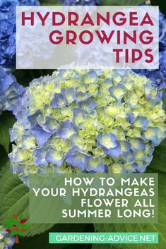 Transplanting Hydrangeas, How To Grow Hydrangeas, Hydrangeas Flowers, Pruning Plants, Hydrangea Care, Hydrangea Colors, Growing Hydrangeas, Hydrangea Garden, Planting Hydrangeas