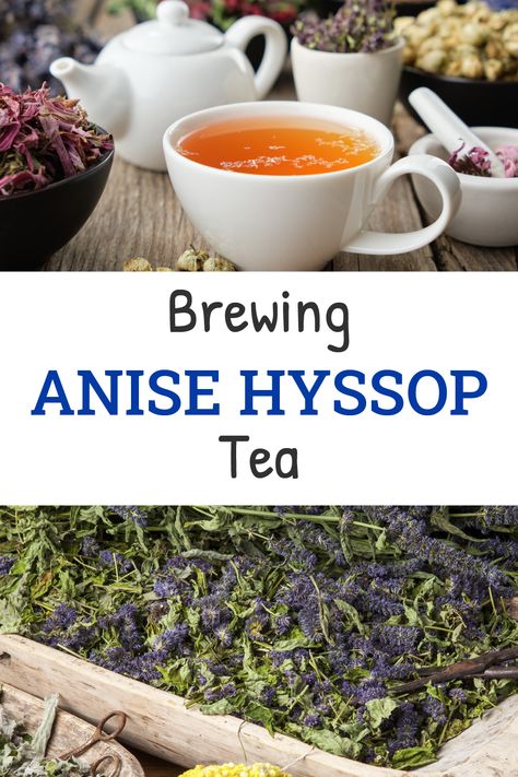 Anise Hyssop is a perennial flowering plant with culinary, herbal and medicinal properties. Although it is known as Anise Hyssop, it is only remotely related to Hyssop and even more distantly to Anise. It is in the Mint Family. If you want to find out about many of the mudicinal properties as well as the culinary uses of Anise Hyssop visit the site. Anise Hyssop Tea, Anise Hyssop Tincture, Anise Hyssop Uses, Anise Hyssop Recipe, Hyssop Recipes, Anis Hyssop, Hyssop Benefits, Foraged Recipes, Tea Infographic