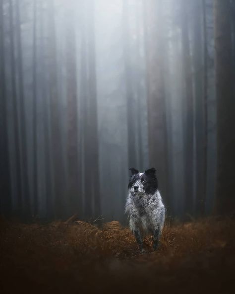 Anne on Instagram: “The magic of a foggy forest ❤️ . #dogphotography #dogportrait #dogphoto #dogumented #bestwoof #dog #hundefotografie #hubs_united…” Foggy Dog, Dog Pics, Foggy Forest, Misty Forest, White Dog, Dog Photography, Dog Portraits, Dog Photos, Dog Pictures