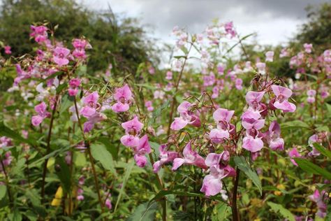 A NEW form of weed which destroys other plants is on the rise – but anyone planting it faces a £5,000 fine or even two years in prison. The pest named Himalayan balsam is invading – and experts warn it can be as dangerous as Japanese knotweed which has been plaguing gardens. Anyone caught helping […] Himalayan Balsam, Japanese Knotweed, The Pest, Veg Patch, In Prison, Himalayan, The Rise, Garden Inspiration, Planting