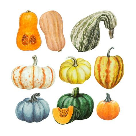 Pumpkin Drawing, Pumpkin Illustration, Autumn Stickers, Autumn Painting, Easy Watercolor, Fall Pictures, Autumn Art, Painted Pumpkins, Autumn Inspiration