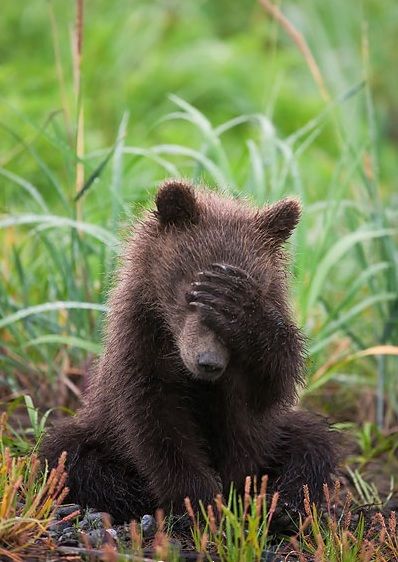 facepalm Photo Ours, Grizzly Bear Cub, Black Bears, Bear Photos, Bear Pictures, Airbrush Art, Bear Cubs, Grizzly Bear, Animal Pics