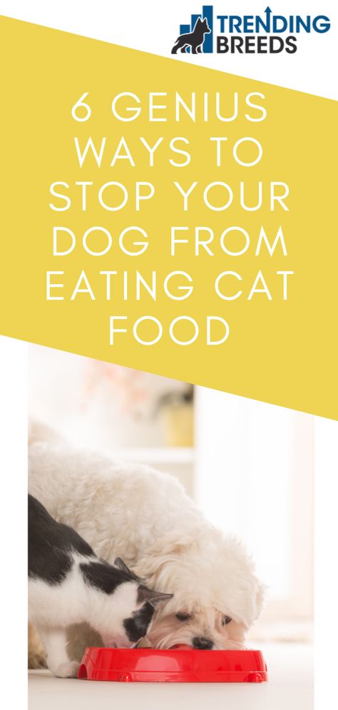 Hide Cat Food From Dog, Hiding Cat Food From Dog, Diy Dog Proof Cat Food Station, Keep Dog Out Of Cat Food, Dog Proof Cat Feeding Station, Cat Food Station Dog Proof, Cat Feeder Dog Proof, Dog Proof Cat Feeder, Cat Feeding Station Dog Proof