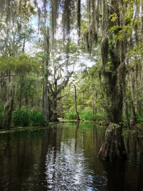 Louisiana Swamp, Louisiana Bayou, Mangrove Swamp, Florida Living, Cypress Trees, Spanish Moss, South Florida, Mother Nature, Louisiana