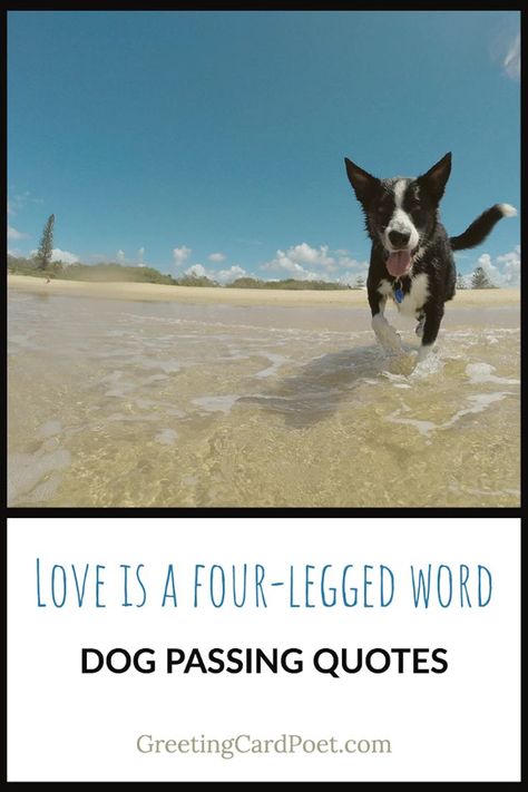 Loss of Dog Quotes and Captions Quotes About Dogs As Family, Quotes About Dogs Passing, Pet Quotes Dog, Passing Quotes, Sympathy Messages, Lost Quotes, Sympathy Quotes, Dog Sympathy, Straight From The Heart