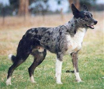 An alert black and grey with white merle color Koolis is standing in grass. Its mouth is open, its ear are back. Australian Koolie, Croatian Sheepdog, Koolie Dog, Massive Dogs, Loyal Dog Breeds, Australian Dog, Sims Pets, Scruffy Dogs, English Dogs