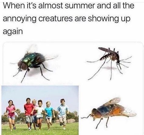 Funny Cute Quotes, I Hate Summer, Hate Summer, Memes Humor, Visual Statements, Life Humor, Funny Tweets, Satire, Best Memes