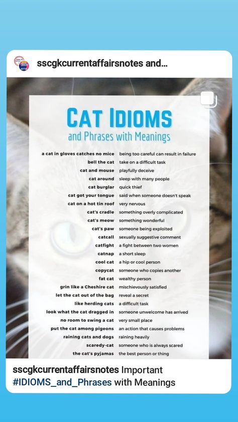 Cat Idioms, Idioms And Phrases, Cats Cradle, Cat's Paw, Tin Roof, Study Material, Don't Speak, Cat Nap, Cats Meow