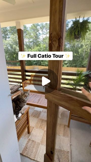 Catio Inspiration :3 Cat Patio Apartment, Patio Catio, Rattle Snake Plant, Indoor Cat Room Ideas, Cat Friendly Garden, Catio Cats, Plant Calathea, Baby Rubber Plant, Cat Friendly Plants