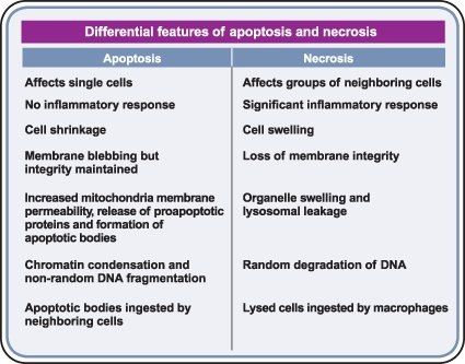 Apoptosis and necrosis Necrosis Pathology Notes, Necrosis Pathology, Pathology Notes, Pathology Study, Nurse Notes, Nursing Study Tips, Nurse Things, Paramedic School, Nursing School Essential