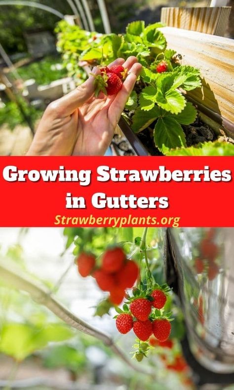 Strawberries In Gutters, When To Plant Strawberries, Planting Strawberries, Strawberry Growing, Growing Strawberries In Containers, How To Grow Strawberries, Types Of Strawberries, Everbearing Strawberries, Strawberries In Containers