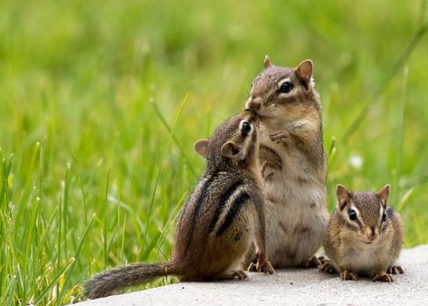 Things You Should Consider Before Choosing Chipmunks as Pets - Pet Ponder Chipmunk House, Chipmunk Tattoo, Squirrel Drawings, Pet Chipmunk, Baby Chipmunk, Cats Pretty, Barefoot Dreams Blanket, North American Animals, Ugg Classic Mini Ii