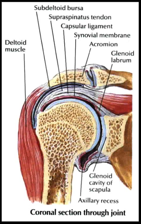 Muscles , 5 Rotator Cuff Anatomy Muscles : Rotator Cuff Anatomy Muscle Torn Rotator Cuff Relief, Rotator Cuff Massage Therapy, Torn Rotator Cuff, Rotator Cuff Muscles Anatomy, Rotator Cuff Physical Therapy, Anatomy Muscles, Biological Science, Shoulder Injuries, Rotator Cuff