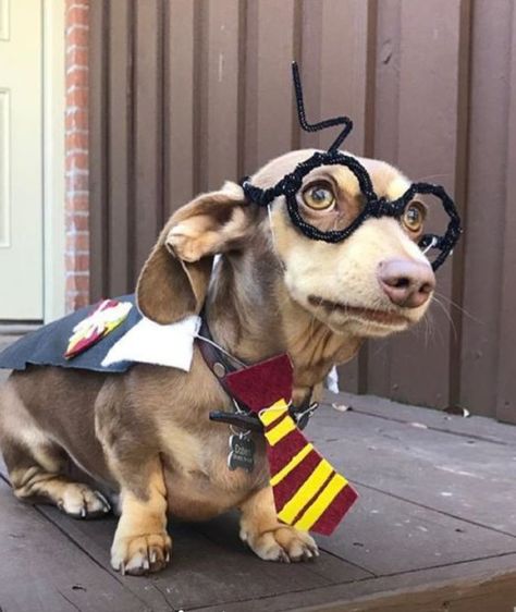 The 55+ Greatest Dachshund Costumes EVER | Page 7 of 18 | The Paws Dachshund Costume, Dachshund Halloween, Dachshund Puppy Funny, Dachshund Puppy Training, Dog Costumes Funny, Dapple Dachshund Puppy, Dachshund Puppies For Sale, Pakistani Women, Dachshund Puppy Miniature