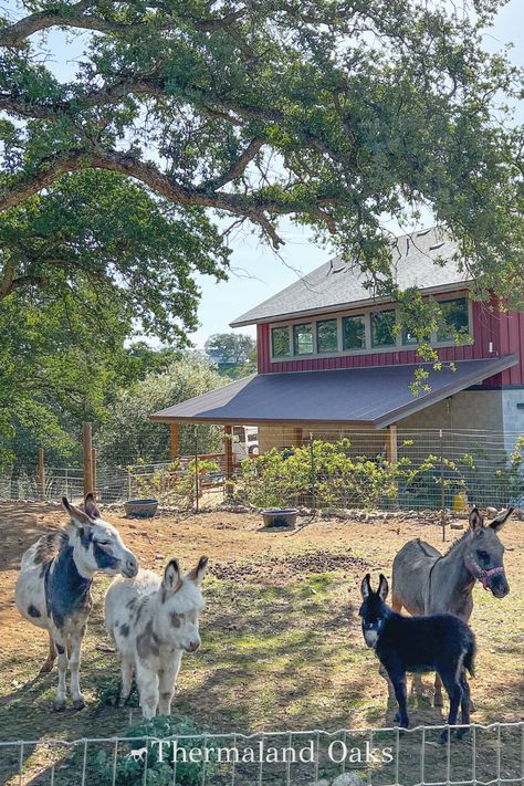 Donkey Breeding, Mini Donkeys, Donkey Farm, Thermaland Oaks, Horse Barn Designs, Mini Donkey, Holiday Bedroom, Miniature Donkey, Mini Farm