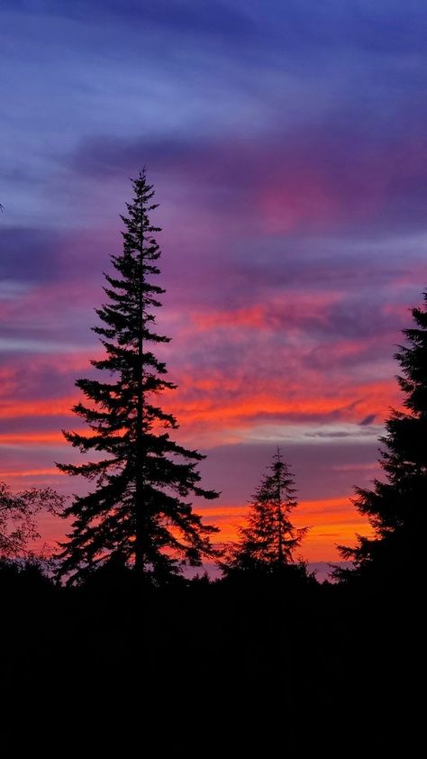 Minimal Nature Photography, Sunset Through Trees, Sunset Sky Photography, Sunset Landscape Photography, Sunset Skies, Sky Art Painting, Forest Sunset, Nc Mountains, Pastel Landscape