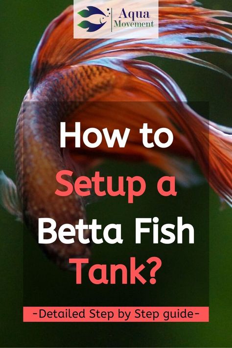 Betta Fish Tank Setup, Betta Fish Tank Ideas, Betta Fish Bowl, Betta Fish Tattoo, Fish Tank Ideas, Koi Betta, Betta Fish Types, Diy Fish Tank, Fish Tank Design