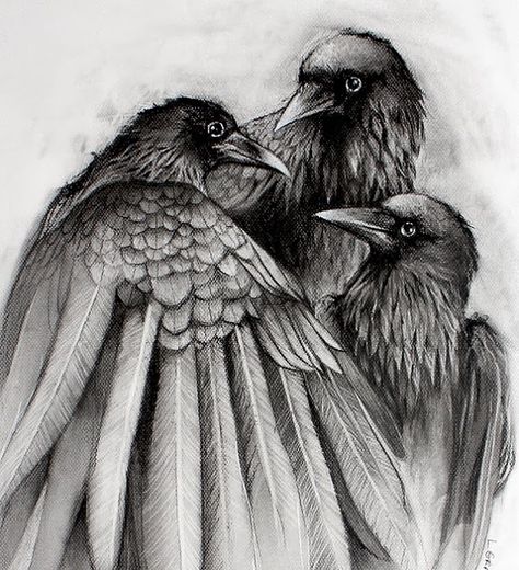 eilisain: Birds Quoth The Raven, Raven Tattoo, Black Birds, Crow Art, Raven Art, Lauren Gray, Crows Ravens, Bird Drawings, Kraken