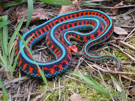 The San Francisco garter snake (Thamnophis sirtalis tetrataenia) Garden Snakes, Cool Snakes, Garter Snake, Colorful Snakes, Coral Snake, Small Snakes, Reptile Snakes, Beautiful Snakes, Reptiles And Amphibians