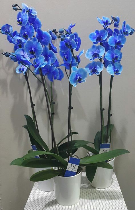 Blue Orchid Wedding Bouquet, Blue Orchid Centerpieces, Blue Orchid Bouquet, Blue Orchid Wedding, Blue Orchid Flower, Stained Glass Mirror, Blue Wedding Bouquet, Everything Is Blue, Boquette Flowers