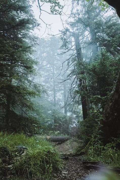 A path through a dense forest on a foggy day photo – Free Jungle Image on Unsplash Dense Forest Aesthetic, Dence Forest, Jungle Image, Ground Photography, Forest Ground, Jungle Images, Dark Holes, Dark Forest Aesthetic, Pumpkin Images