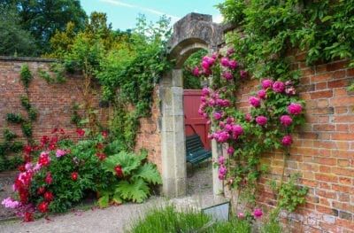 Landscaping Against Brick Walls – What To Plant Near Brick Foundations Brick Wall Gardens, Drought Tolerant Shrubs, Leafy Plants, Walled Garden, Clay Soil, Wall Garden, Garden Edging, Ornamental Plants, Plant Wall