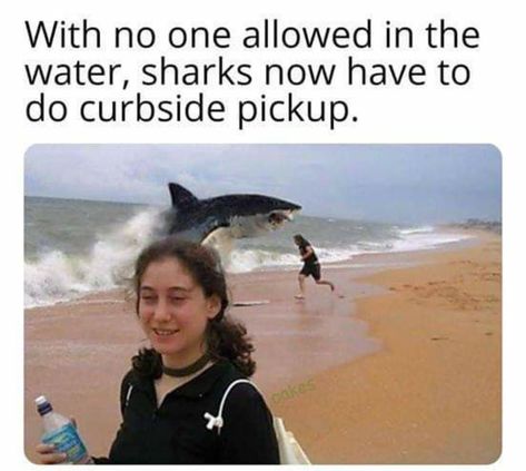 Sharks now have to do curbside pickup lol Animal Crossing Memes, Funny Animal Jokes, Animal Jokes, E Card, What’s Going On, Really Funny Memes, Animal Memes, Funny Laugh, Best Memes