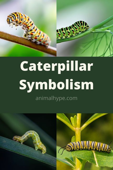 Caterpillar Tattoo Design, Catapillar Tattoos, Caterpillar Tattoo, Stick Tattoo, Ankle Tattoos For Women, Garden Stuff, Ankle Tattoo, Butterfly Tattoo, Caterpillar