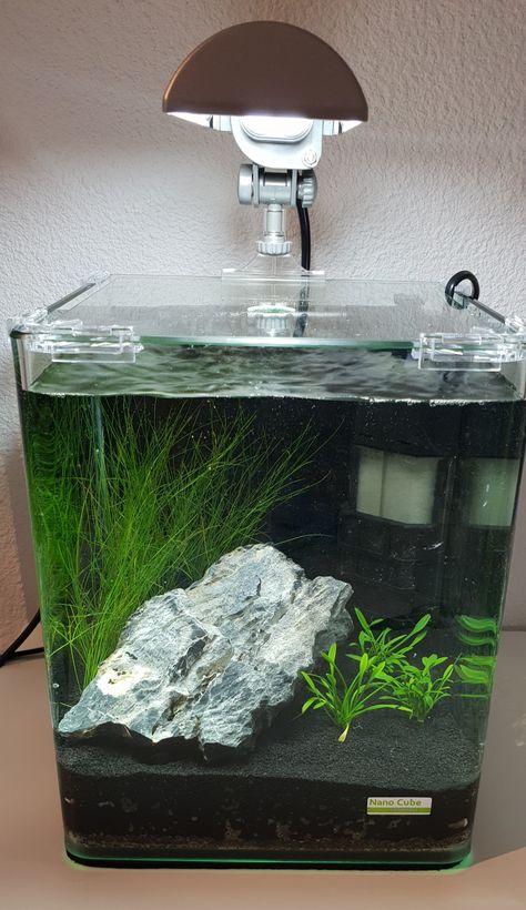 2.5 Gallon Tank Ideas, 5 Gallon Tank Ideas, 5 Gallon Tank, Aquarium Photography, Aquarium Inspiration, Aquarium Garden, Fish Tank Design, Betta Aquarium, Mini Aquarium