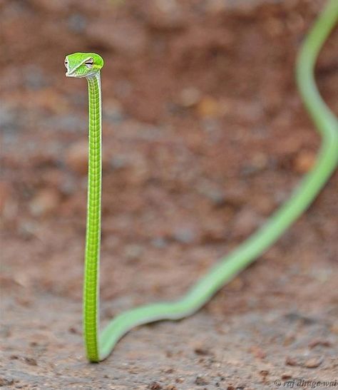 Very slender Vine snake They have binocular vision. in which both eyes are used together. The Green vine snake (Ahaetulla nasuta) is a slender green tree snake found in India Sri Lanka Bangladesh Myanmar Thailand Cambodia and Vietnam. It is diurna Vine Snake, Cute Reptiles, Cute Snake, Reptiles And Amphibians, On The Ground, Amphibians, Animal Memes, Tumblr Funny, Cute Funny Animals