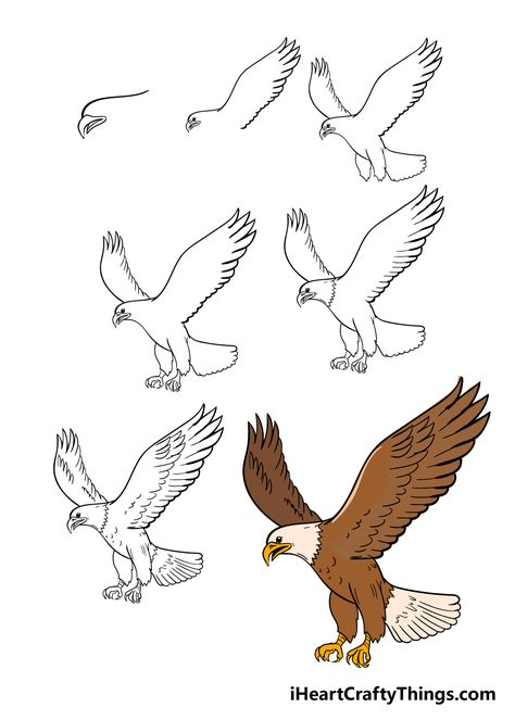 How To Draw A Hawk Step By Step, How To Draw A Egale Step By Step Easy, Eagle Step By Step Drawing, How To Draw A Bald Eagle, Drawing An Eagle, How To Draw A Phoenix Bird Step By Step, How To Draw An Eagle Step By Step, How To Draw Eagle, How To Draw An Eagle