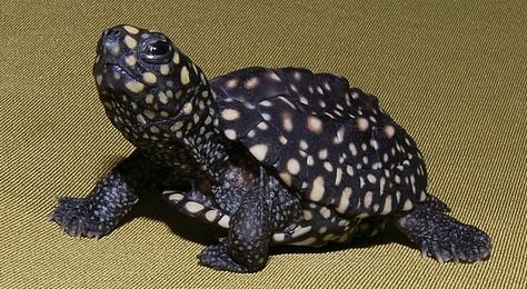 The black pond turtle (Geoclemys hamiltonii), also known as the Indian spotted pond turtle, is a species of turtle found in South Asia. It is listed as Vulnerable by IUCN due to harvesting by the local population as food. This turtle is mainly black with small yellowish spots. This species is found in southern Pakistan (Indus and Ganges River drainages), northeastern India (Assam), and Bangladesh. Earth Turtle, Pet Turtle Aesthetic, Pond Turtle, Tortoise Pet Aesthetic, Spotted Turtle, Burmese Star Tortoise, African Sideneck Turtle, Land Turtles, Ganges River