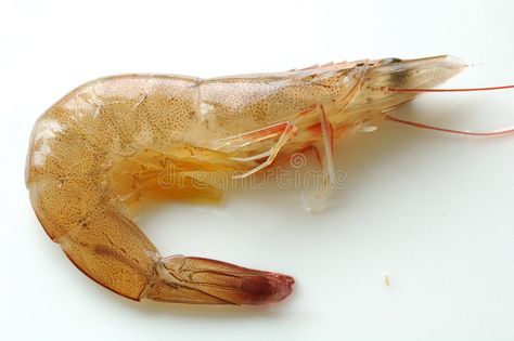 Alive shrimp. Close up of alive shrimp , #Ad, #shrimp, #Alive, #alive, #Close #ad Shrimp Alive, Shrimp Stock, Kitchen Background, Kitchen Images, Stock Images Free, Photo Image, Close Up, Stock Photos