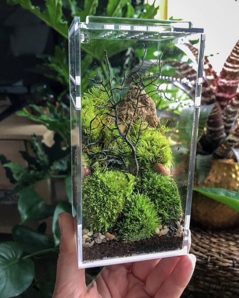 Square Terrarium, Self Sustaining Terrarium, Terrarium Scene, Self Sustaining, Beautiful Terrariums, Mini Terrarium, Plant Terrarium, Moss Terrarium, Bottle Garden