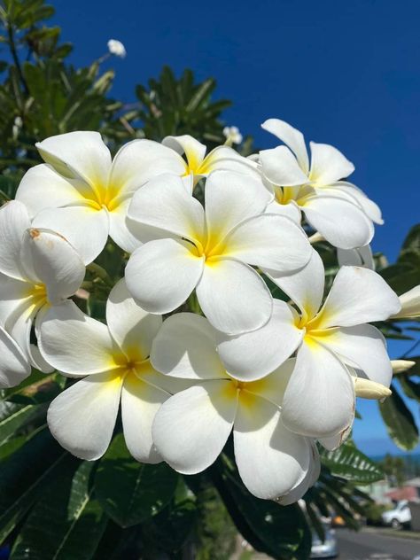 Hawaii Flowers, Hawaiian Lei, Plumeria Flowers, Hawaiian Flowers, Hawaiian Islands, Tropical Flowers, Real Flowers, Pretty Flowers, Beautiful Beaches