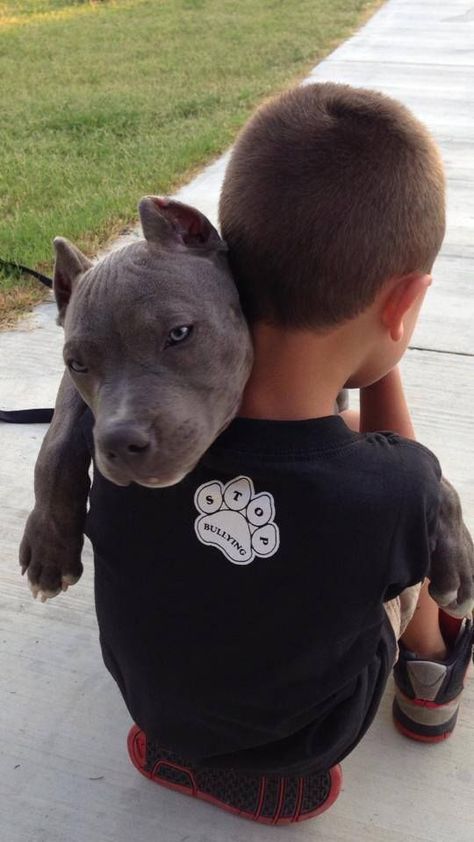 American Bully Puppy, Bully Puppy, Nanny Dog, American Pit Bull Terrier, Love My Dog, In Sign, Pitbull Puppies, Bully Breeds, Pit Bulls