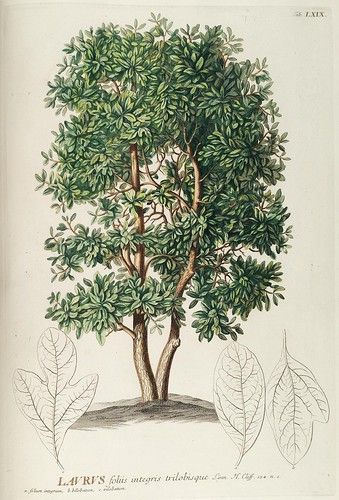 n140_w1150 | Plantae selectae quarum imagines ad exemplaria … | Flickr Laurel Tree, Earth Tone Wall Art, Vintage Botanical Prints, Botanical Painting, Botanical Drawings, Vintage Botanical, Science And Nature, Botanical Illustration, Botanical Art