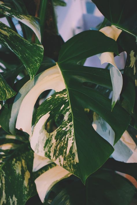 Monstera Deliciosa Aesthetic, Monstera Variegata, Plant Friends, Plant Wishlist, Plant Goals, Picture Board, Plants Are Friends, Plant Projects, White Plants