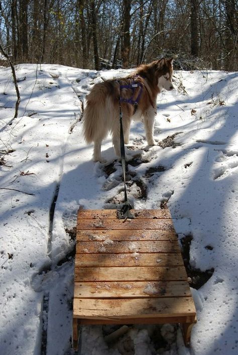 Urban Mushing, Dog Sports, Sporting Dogs, Sled, Home Made, A Dog, Sports, Dogs, Animals