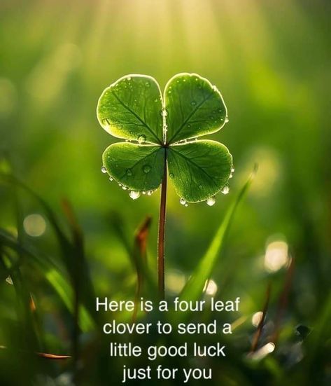 Words For Good, Luck Quotes, Quote Pins, Good Luck Quotes, For Good Luck, Four Leaf, New Quotes, Leaf Clover, Four Leaf Clover