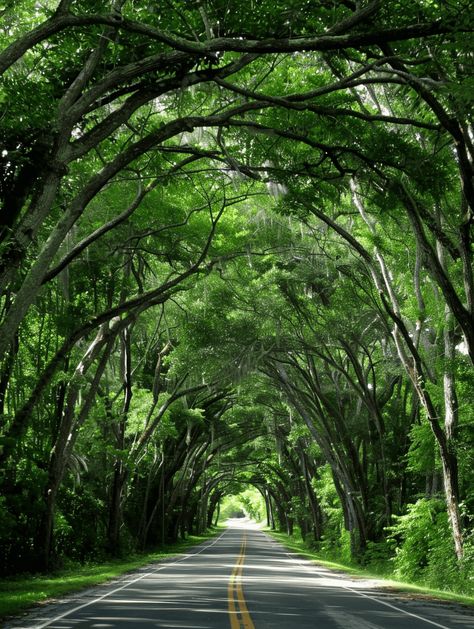 A Scenic Drive Through Florida's Tree Tunnel Tunnels Beach, Tunnel Of Trees, Scary Bridges, Florida National Parks, Florida Trees, Tree Tunnel, The Martin, Tall Trees, Drive Through