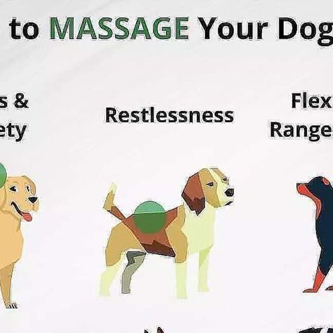 Service Dog Training, Potty Train, Best Bond, Dog Training Advice, Dog Language, Some Games, Training Your Puppy, Deep Tissue Massage, Dog Obedience