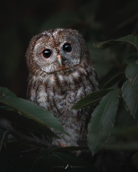 Michele Bavassano’s Instagram photo: ““At twilight” At sunset a young Tawny Owl looks out from a tree, looking at me curiously. - #wildlife #allocco #tawnyowl #michelebavassano…” Owl Aesthetic, Owl Photography, Tawny Owl, Owl Bird, Cat Family, Pretty Birds, Barn Owl, Bird Art, Beautiful Creatures